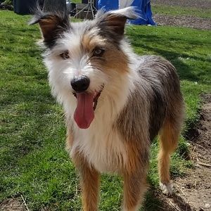 Meet your Posher, Sam